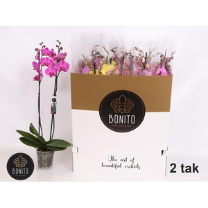 PHAL GEM 7 KL