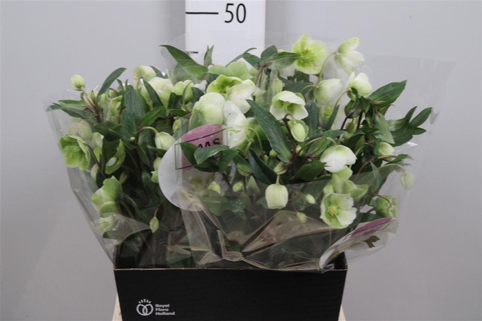 <h4>Hell Magnific Bells</h4>