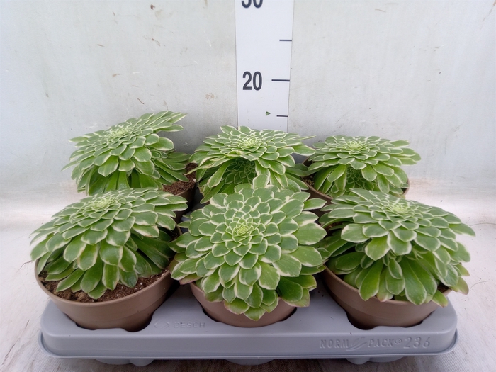 <h4>Aeonium tabuliforme</h4>