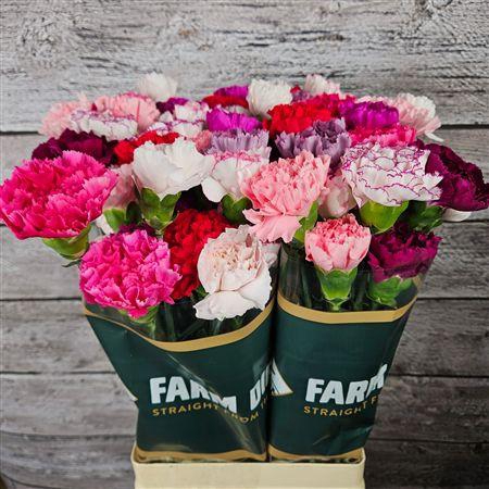 <h4>Di St Rainbow Lila Pink</h4>