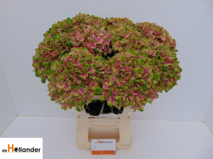 <h4>HYDR M MAG CORAL</h4>