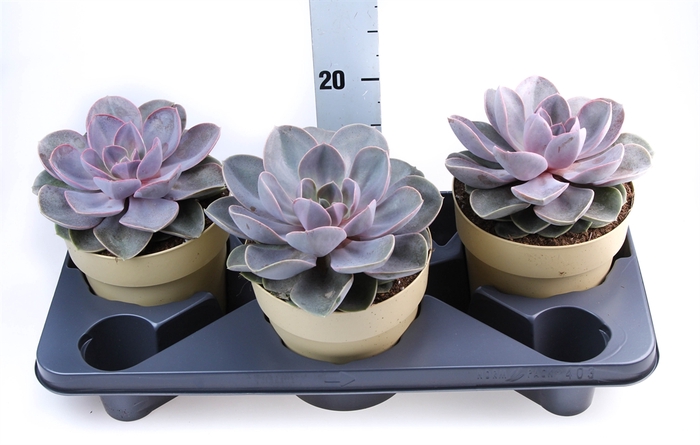 <h4>Echeveria  'Perle von Nurnberg'</h4>