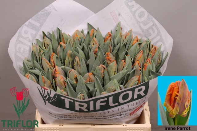 <h4>TU PA IRENE PARROT</h4>