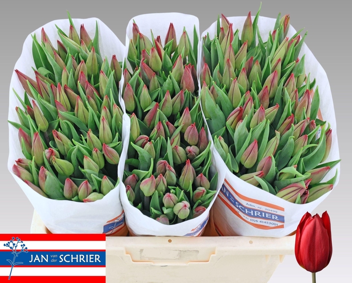 <h4>TU EN STRONG LOVE</h4>