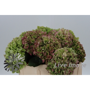 Hydrangea green red edge