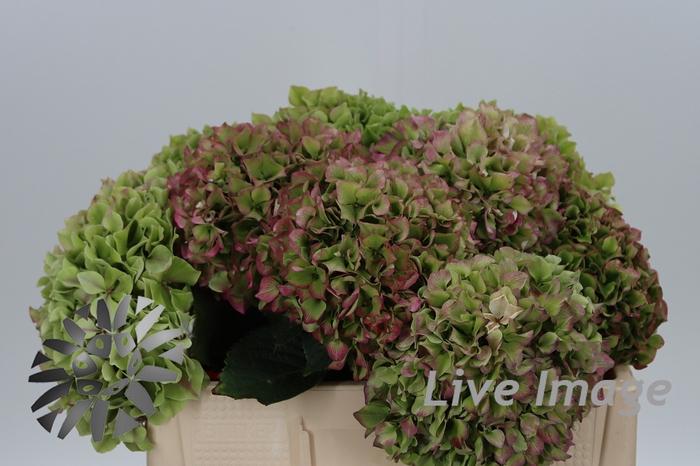 <h4>Hydrangea green red edge</h4>