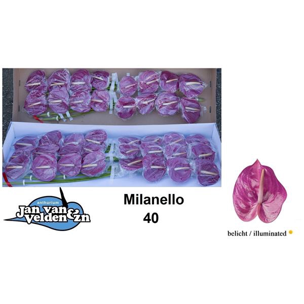 <h4>Anth A Milanello 11 cm X24 Jan van Velden</h4>