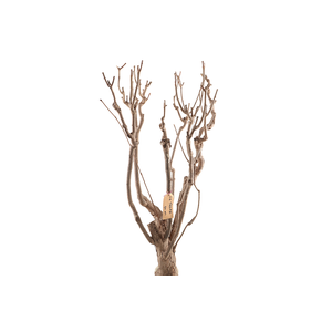 Syringa Branch Extra Lenoir