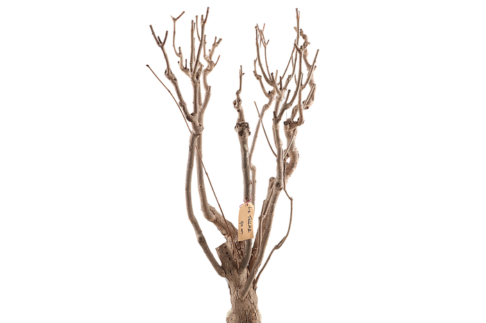 <h4>Syringa Branch Extra Lenoir</h4>