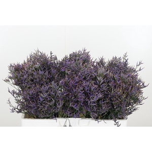 Limonium Sinense Safora Dark Blue