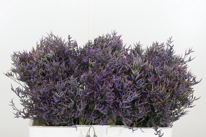 <h4>Limonium Sinense Safora Dark Blue</h4>