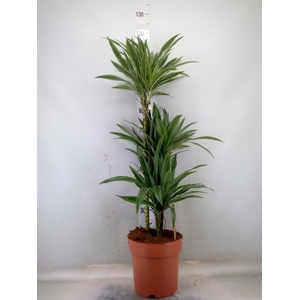 Dracaena fr de 'Warneckei'