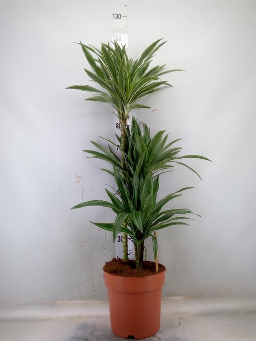 <h4>Dracaena fr de 'Warneckei'</h4>