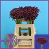 Allium Cherry