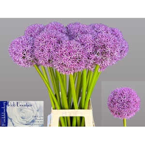 ALLIUM GLOBEMASTER