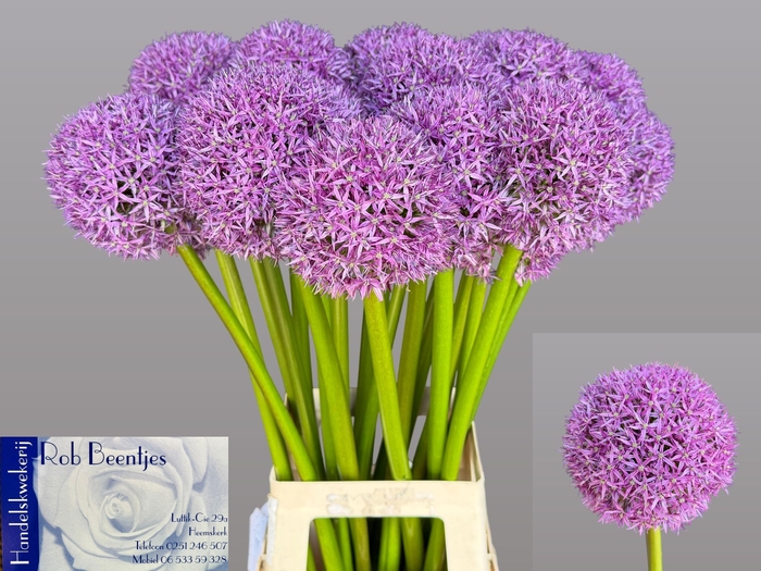 <h4>ALLIUM GLOBEMASTER</h4>