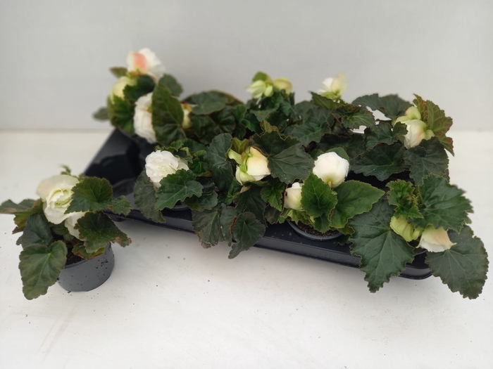 <h4>Begonia (Tub. Tenella F1 White</h4>