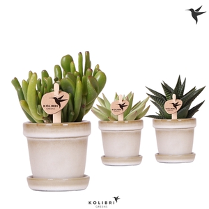 Kolibri Greens Succulenten mix in Flower pot sand