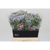Oxypetalum Tweedia Blue