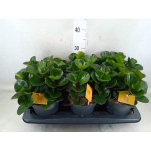 Peperomia obt. 'Burning Bush'