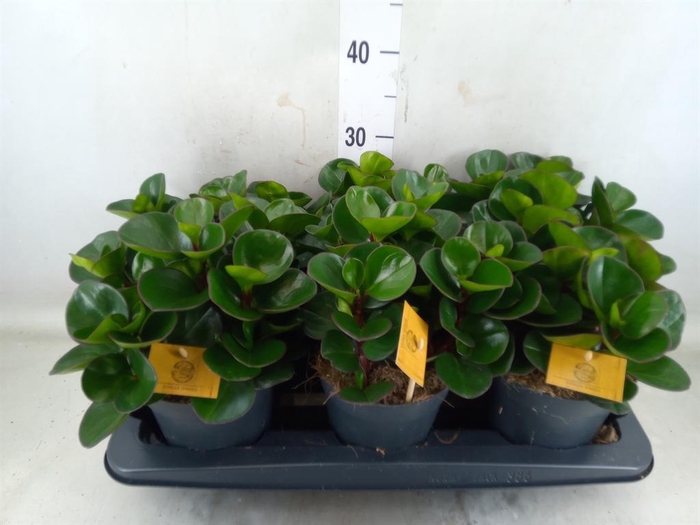 <h4>Peperomia obt. 'Burning Bush'</h4>