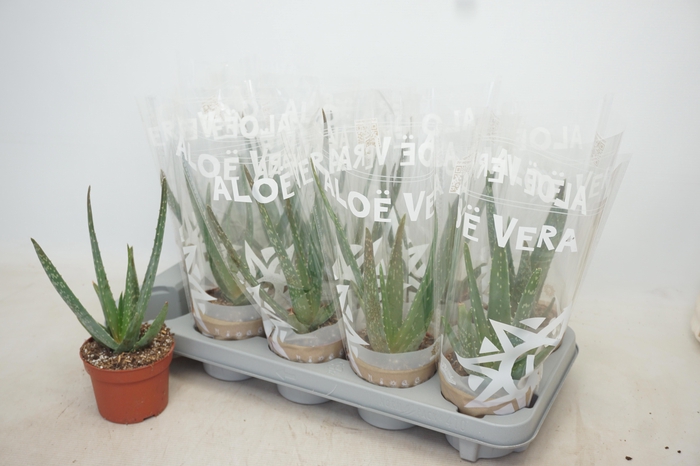 <h4>ALOE VERA</h4>