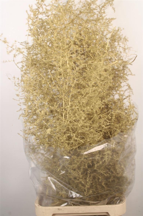 <h4>Asparagus Salv. Gold</h4>