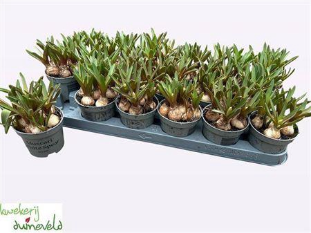 <h4>Muscar White Spear</h4>