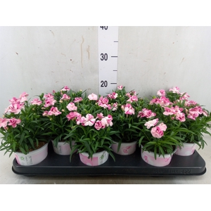 Dianthus  'Sprint Pink and Proud'