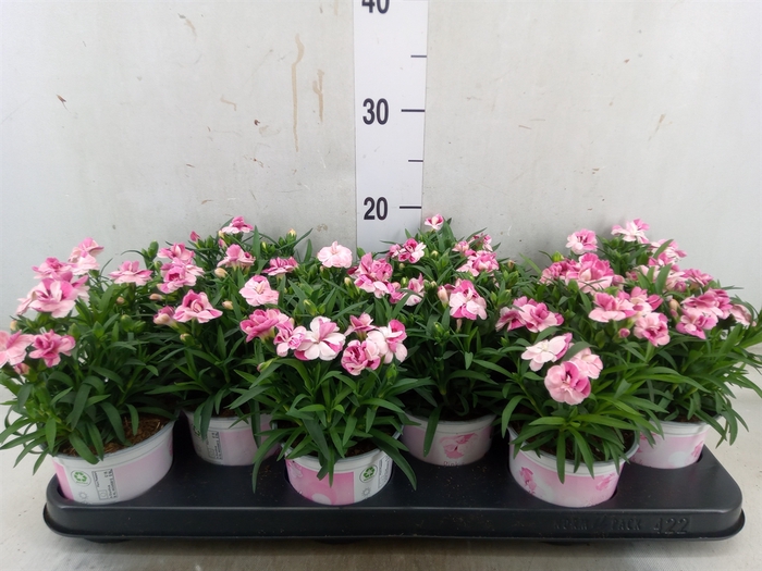<h4>Dianthus  'Sprint Pink and Proud'</h4>
