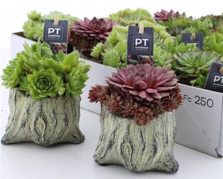 arr8 Arr Sempervivum In Cement Potje