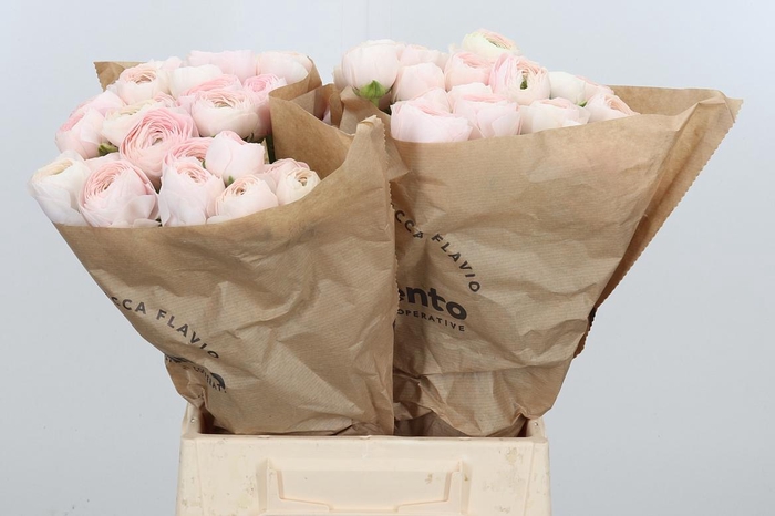 <h4>Ran Su Hanoi</h4>