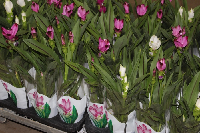 <h4>CURCUMA P12</h4>