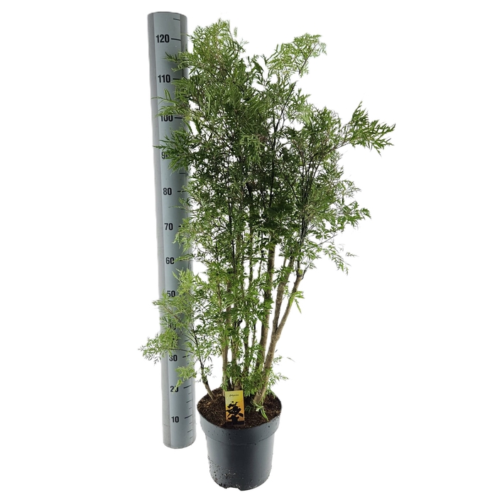 <h4>POLY FRUTICOSA</h4>