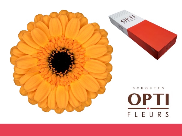 <h4>Germini Tweety Doos</h4>