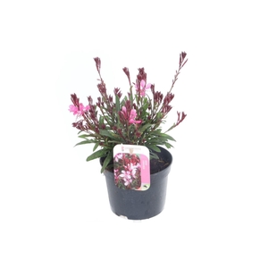 Gaura lind. Gaudi Rose