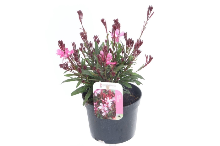 <h4>Gaura lind. Gaudi Rose</h4>