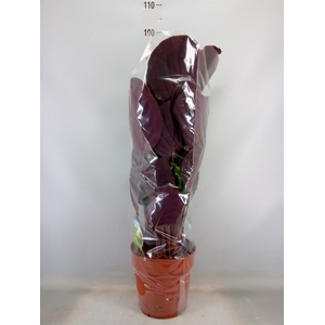 Calathea  'Medallion'