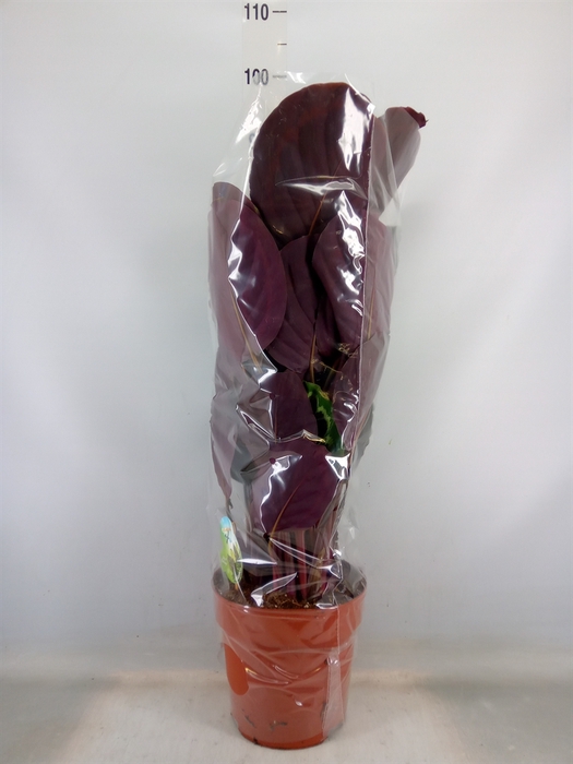<h4>Calathea  'Medallion'</h4>