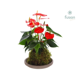 Terracotta schotel met Mosbollen en Anthurium