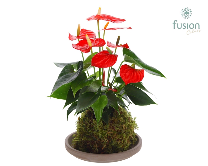<h4>Terracotta schotel met Mosbollen en Anthurium</h4>