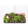 SUNPATIENS P11