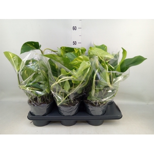 Epipremnum pinn.   HG