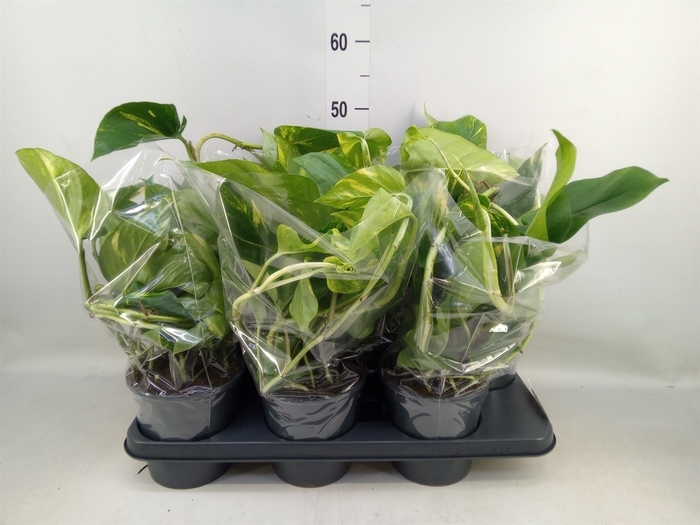 <h4>Epipremnum pinn.   HG</h4>