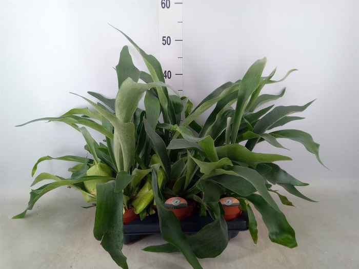 <h4>Platycerium bifurc.</h4>