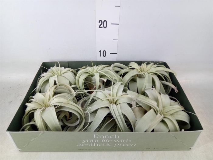 <h4>Tillandsia xerographica</h4>