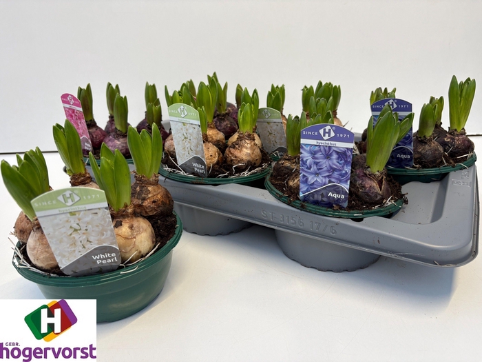 <h4>HYACIN GEM 3 KL</h4>