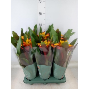 Guzmania  'Fiero Yellow'