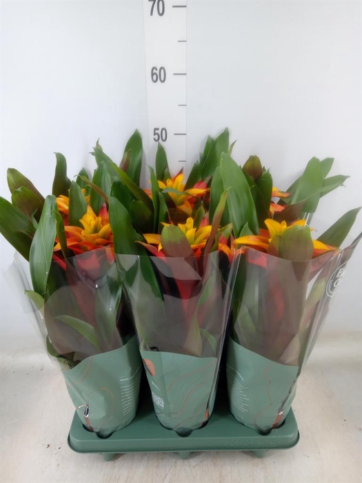 <h4>Guzmania 'Fiero Yellow'</h4>