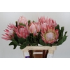 Protea Cynaroides
